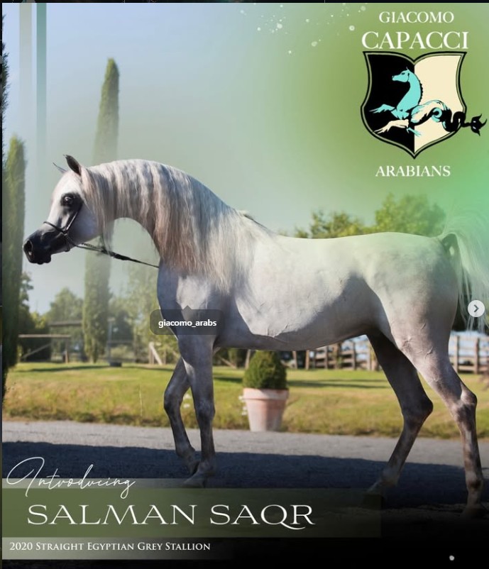 SALMAN SAQR - Foto 1