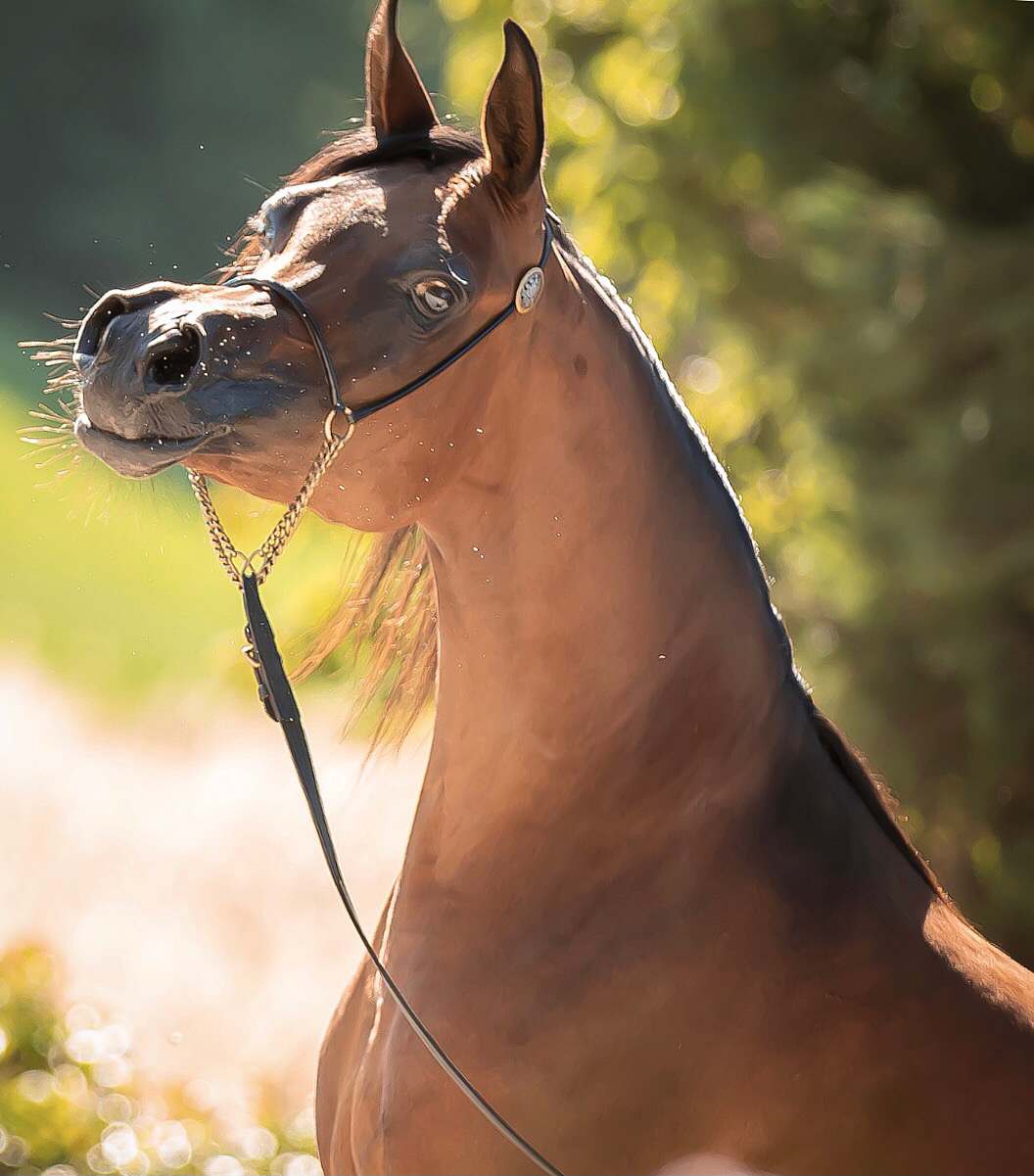 MARINELLO TONINO - Foto 2