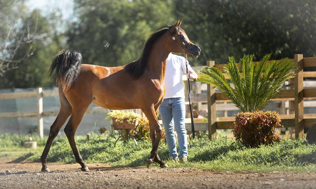 SCAH ARABIANS SRL SOCIETA' AGRICOLA - Foto 2
