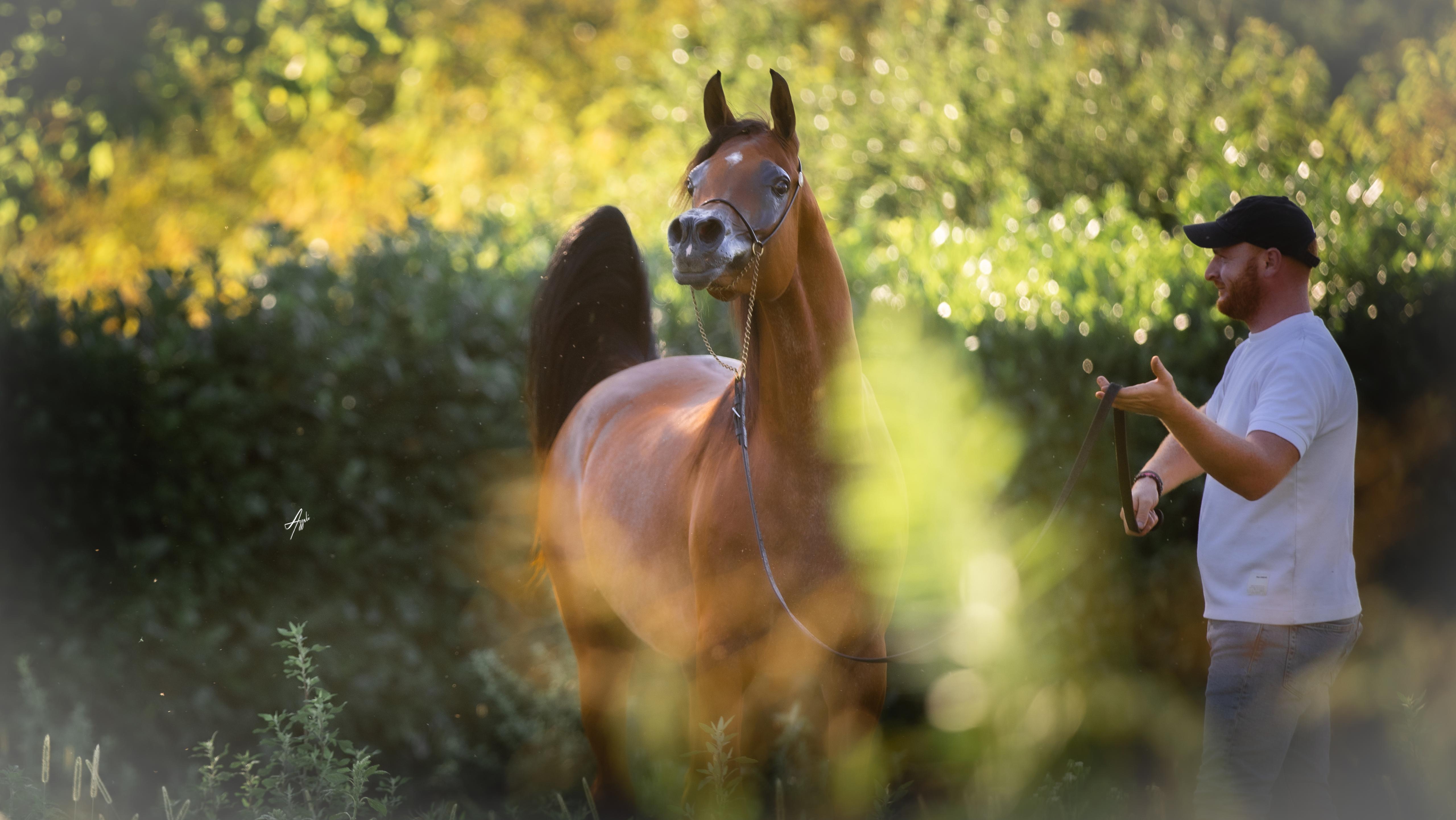 SCAH ARABIANS SRL SOCIETA' AGRICOLA - Foto 3