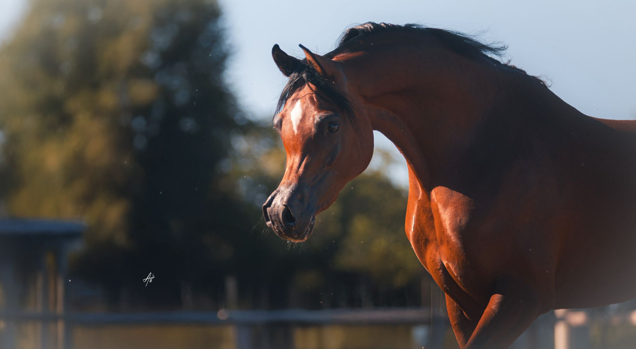 BOSCARINO ANGELO - Foto 2
