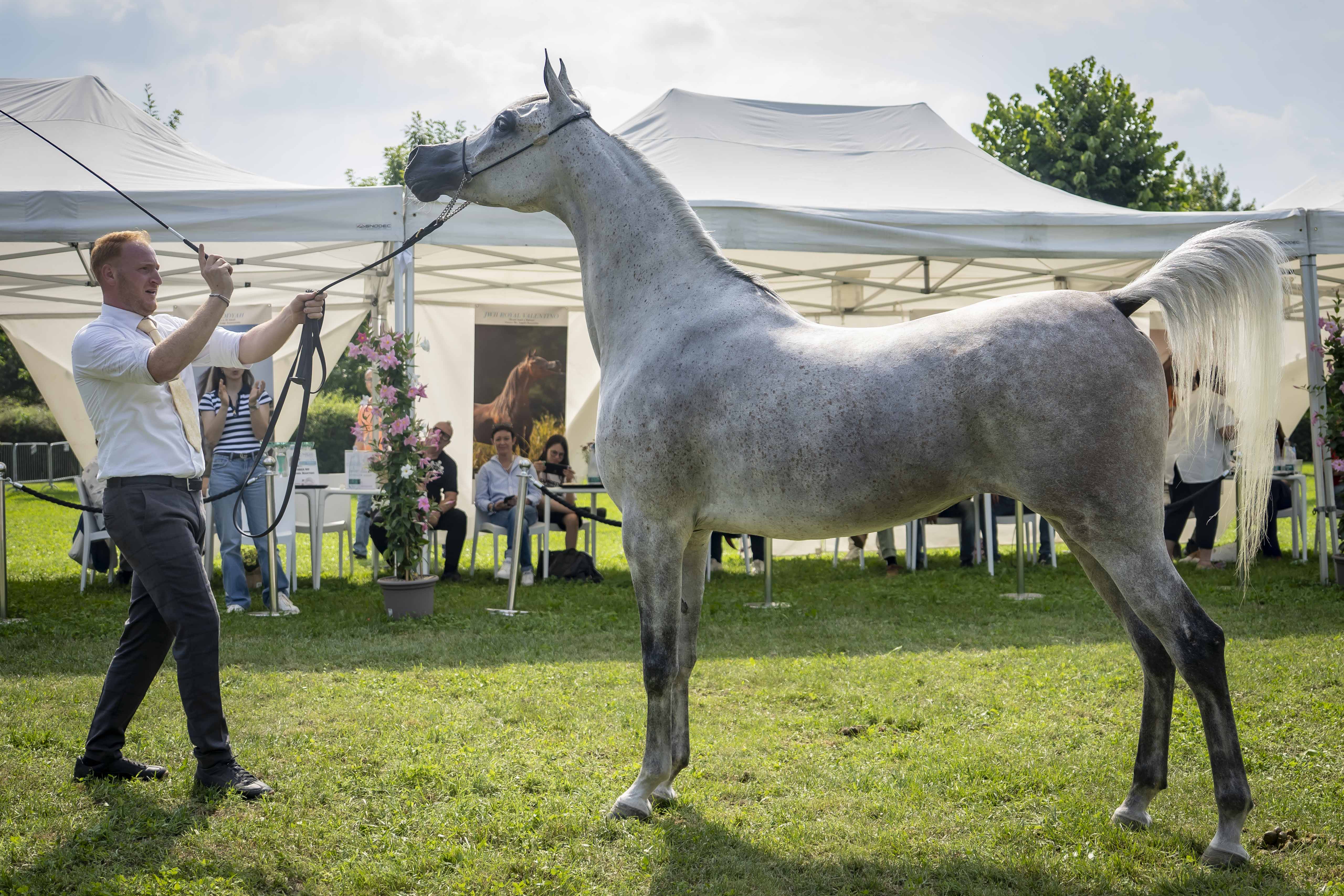 BOSCARINO ANGELO - Foto 3