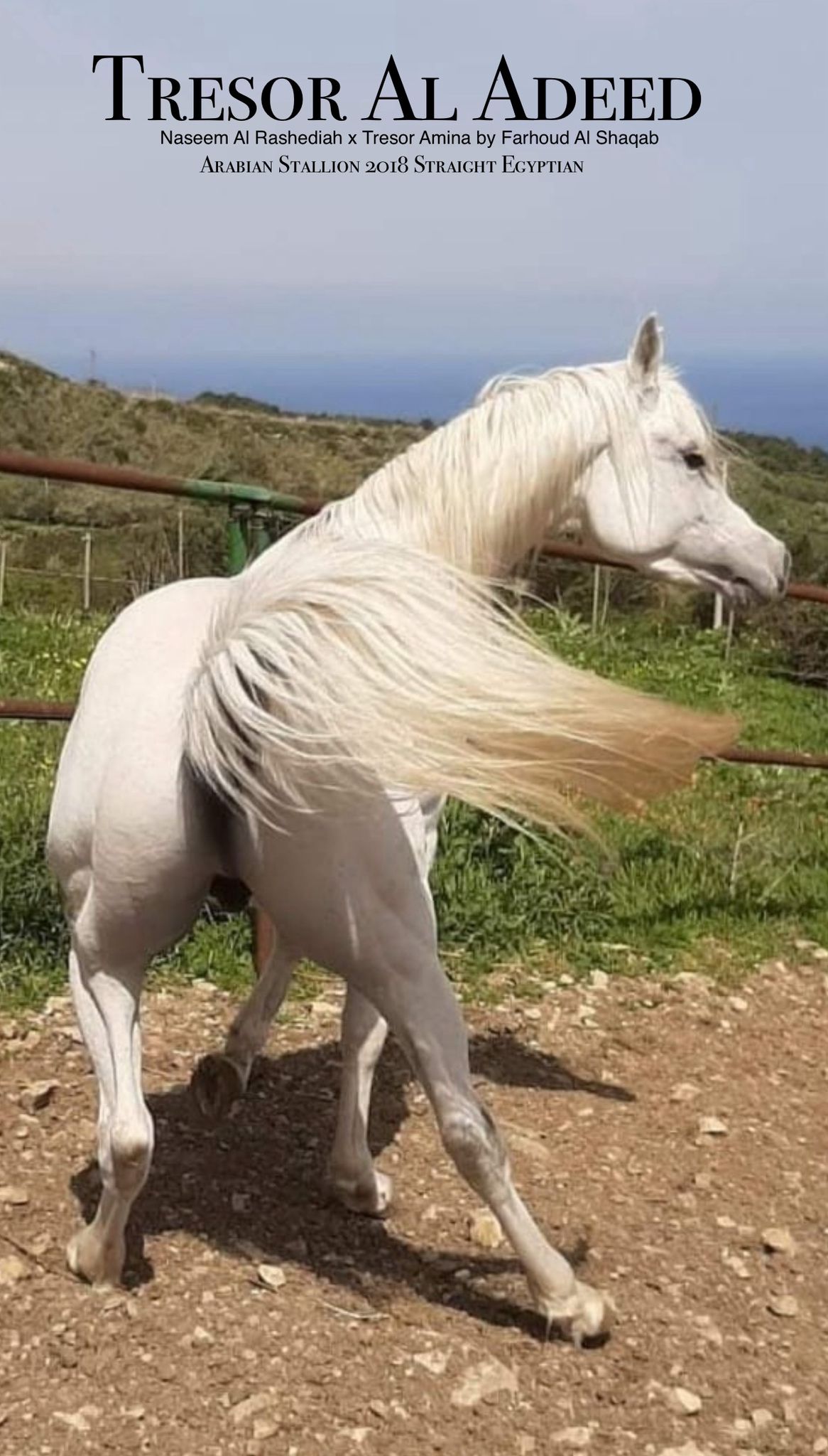 SIGNORELLO ROSANNA - Foto 2