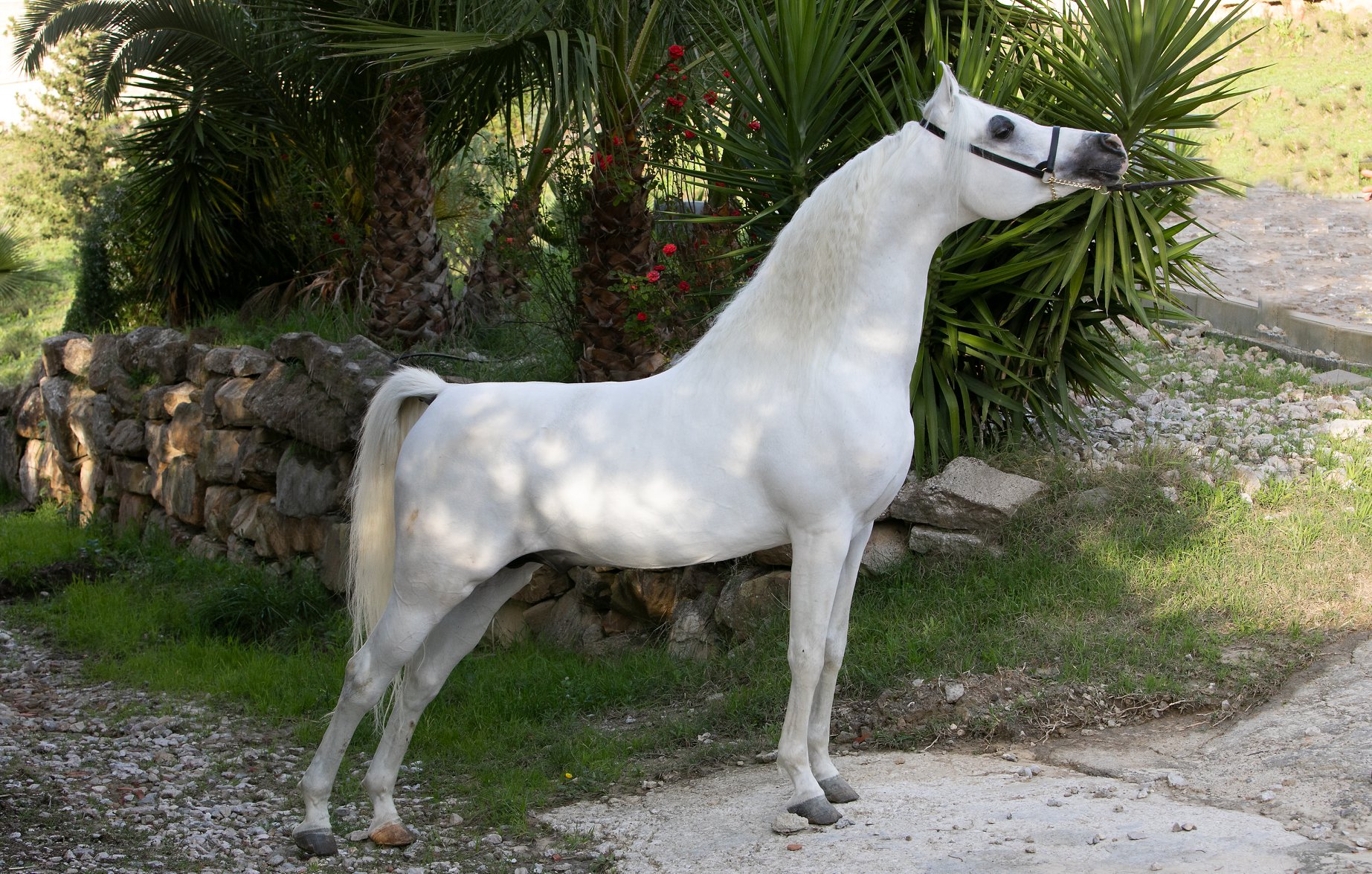 TAAZ VAN RYAD - Foto 2