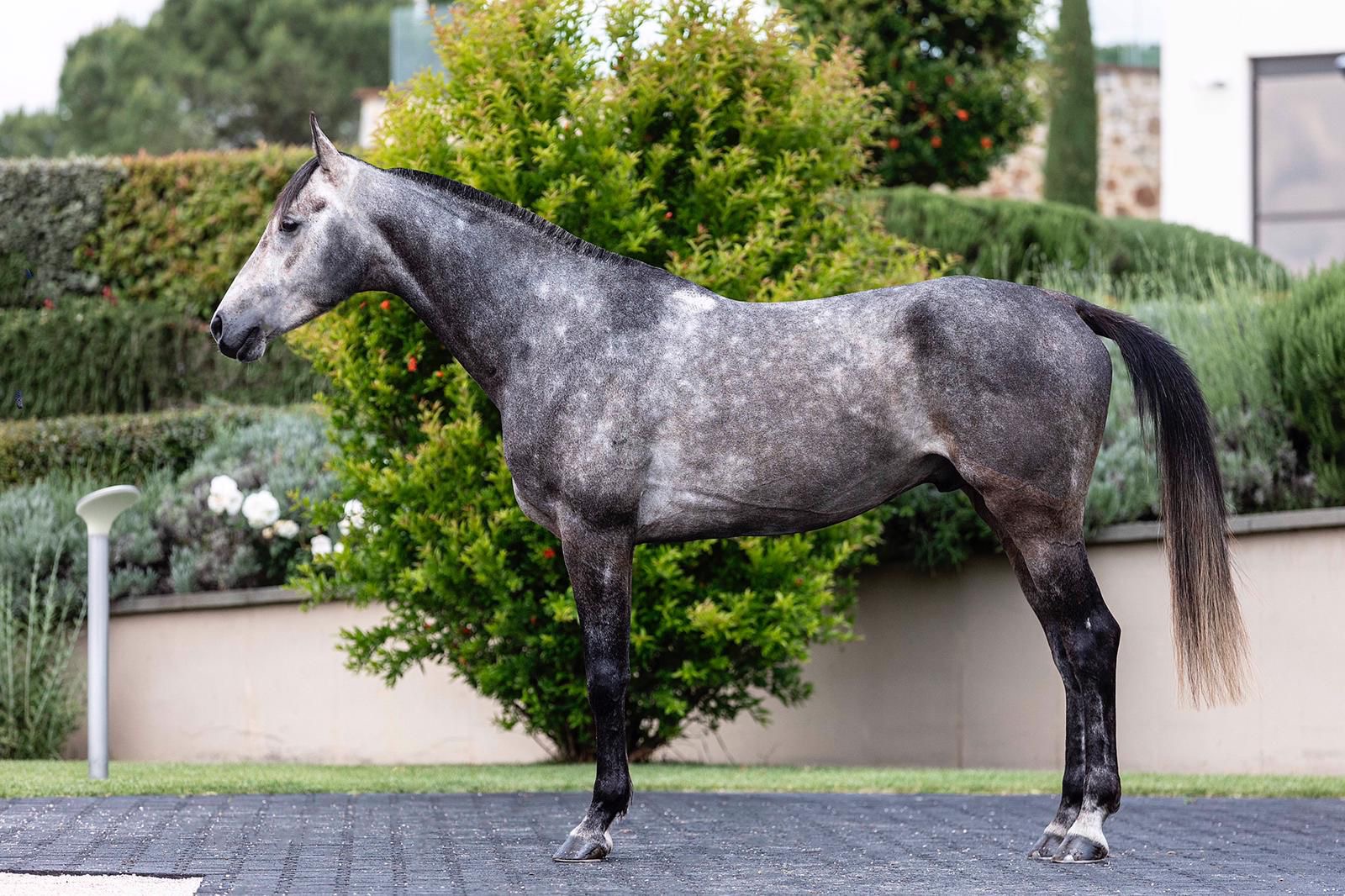 CURSOR AGYLLA - Foto 2