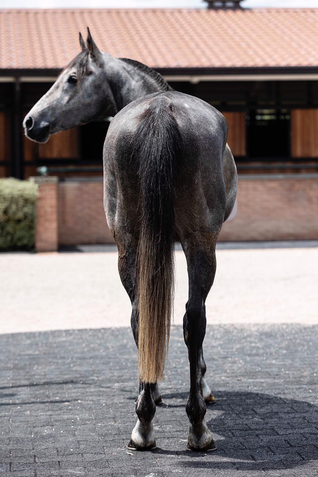 CURSOR AGYLLA - Foto 3