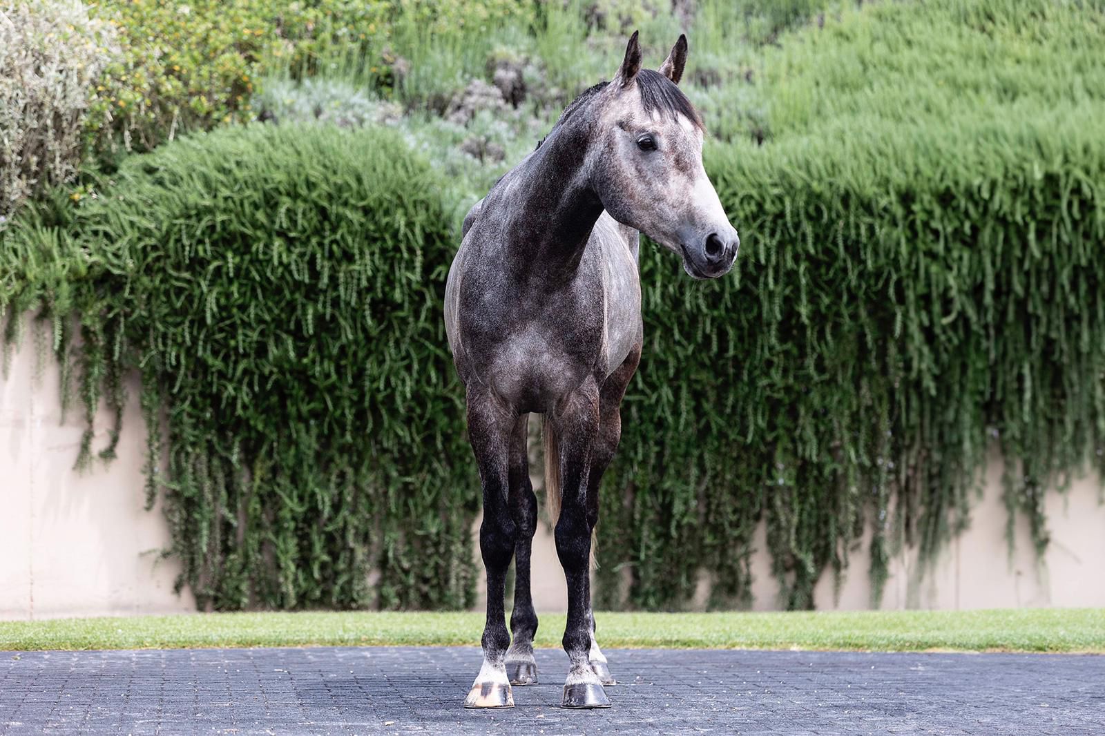 CURSOR AGYLLA - Foto 4