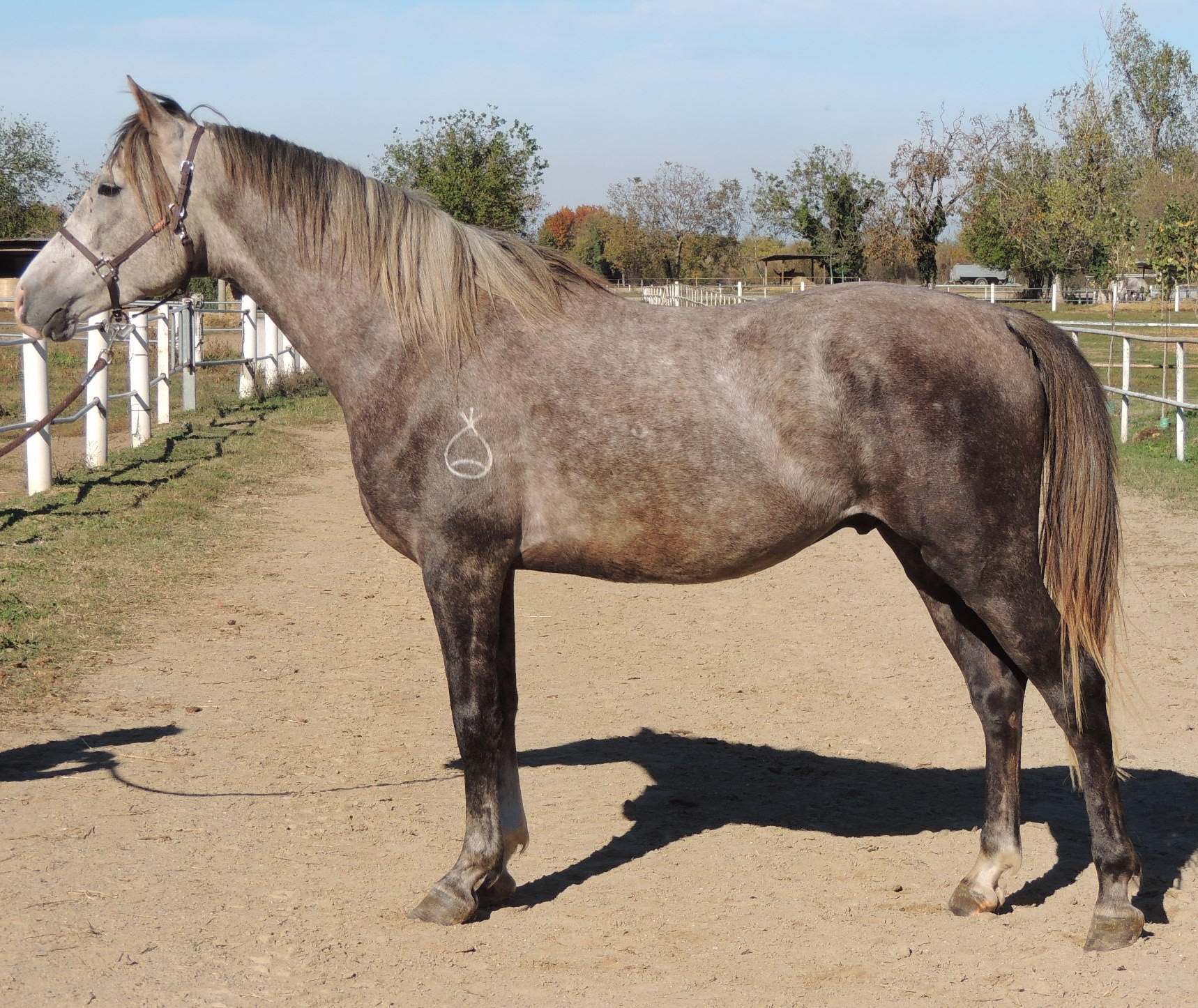 SCIRRUS BOSANA - Foto 2