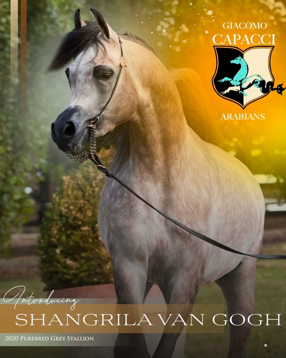 SHANGRILA VAN GOGH - Foto 2