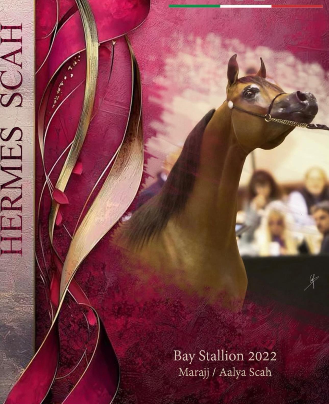 HERMES SCAH - Foto 1