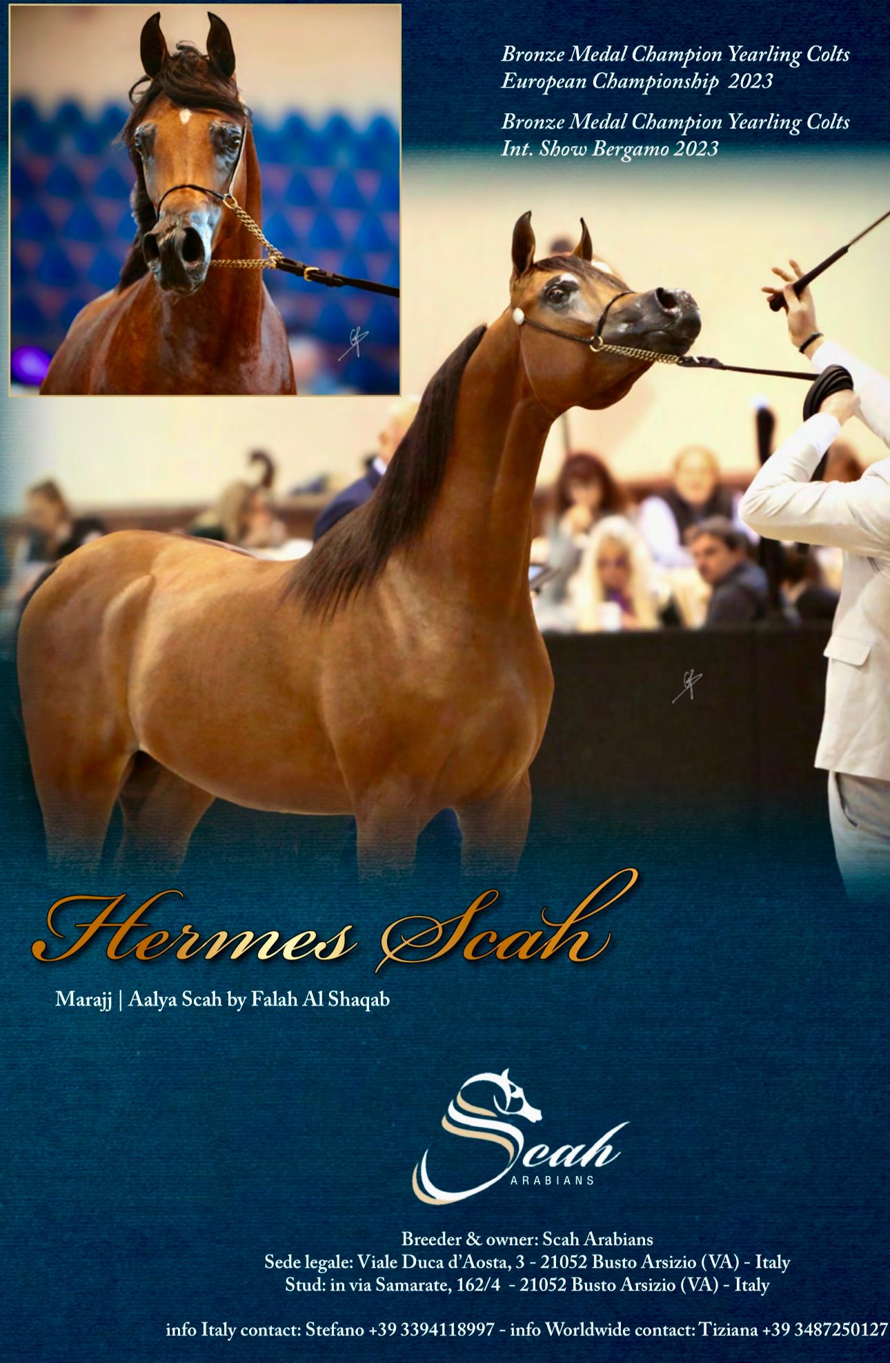 HERMES SCAH - Foto 2