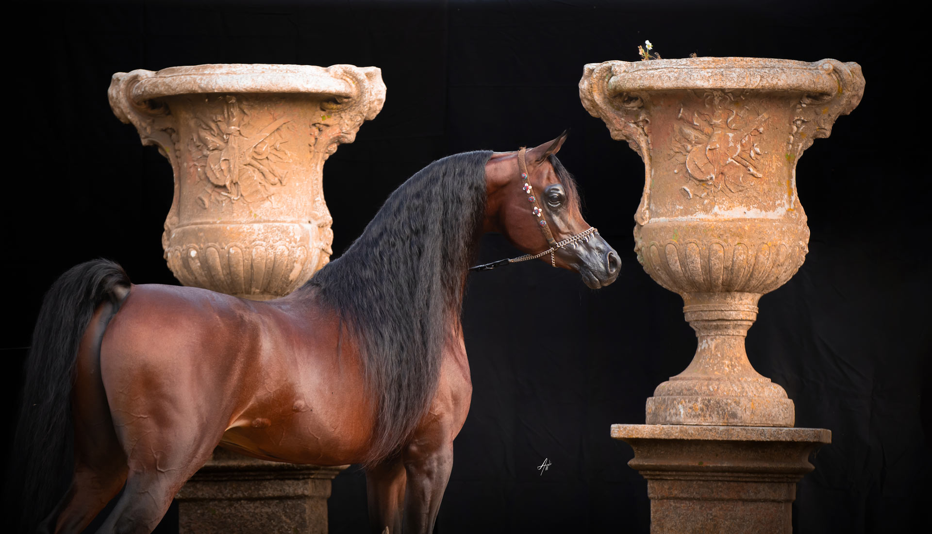 RHAN AL SHAHANIA - Foto 2