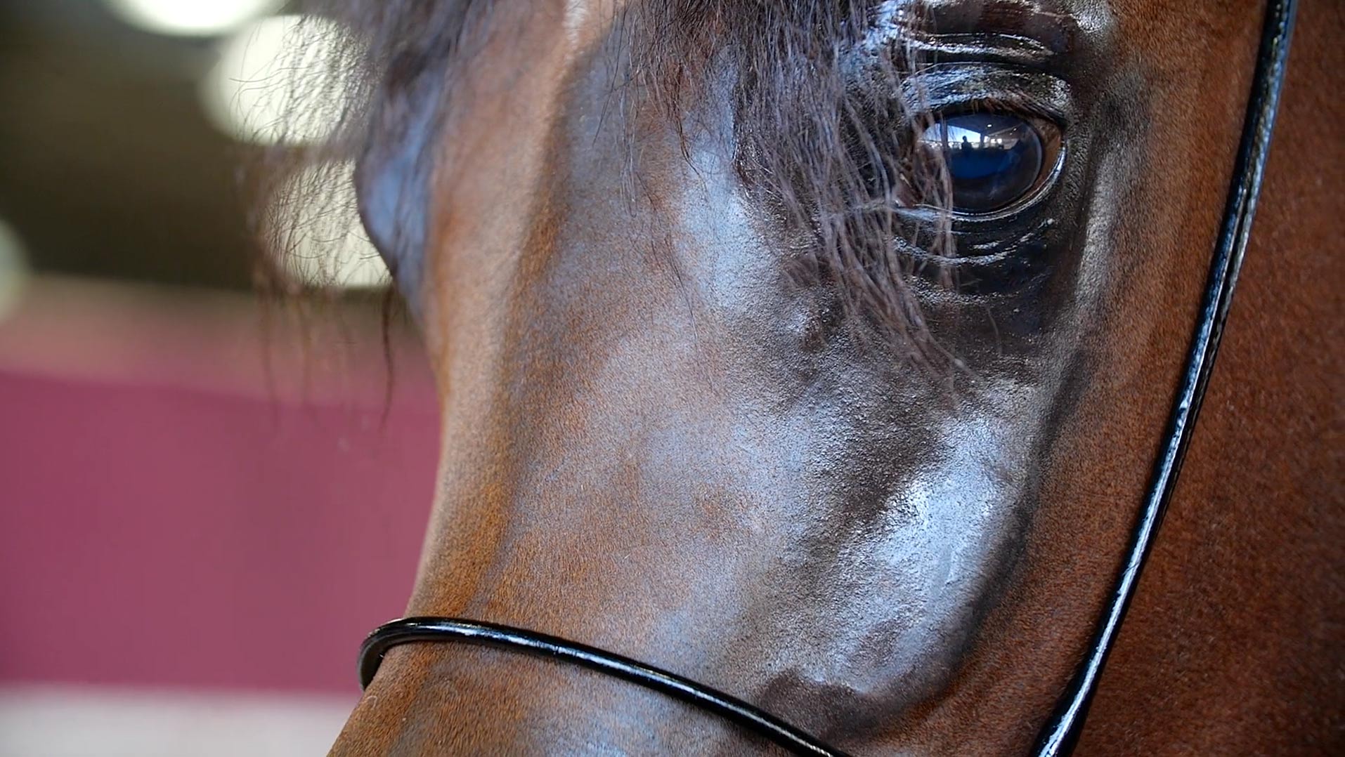 RHAN AL SHAHANIA - Foto 3