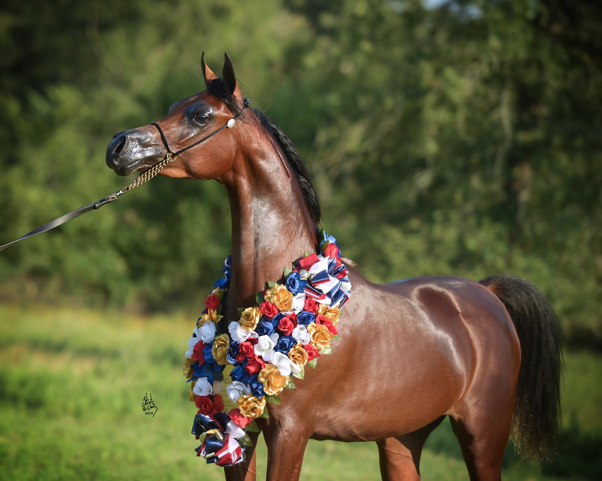 RHAN AL SHAHANIA - Foto 4